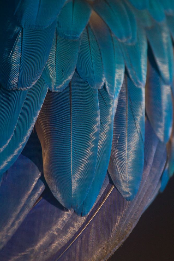 Feather details Blue-and-Yellow Macaw (Ara ararauna)