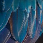 Feather details Blue-and-Yellow Macaw (Ara ararauna)