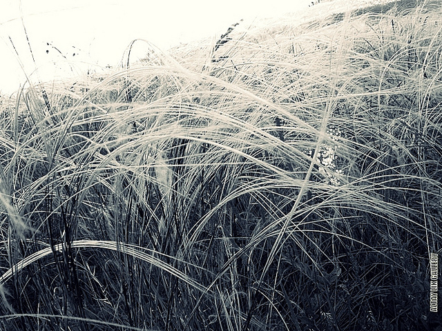 Feather grass