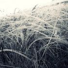 Feather grass