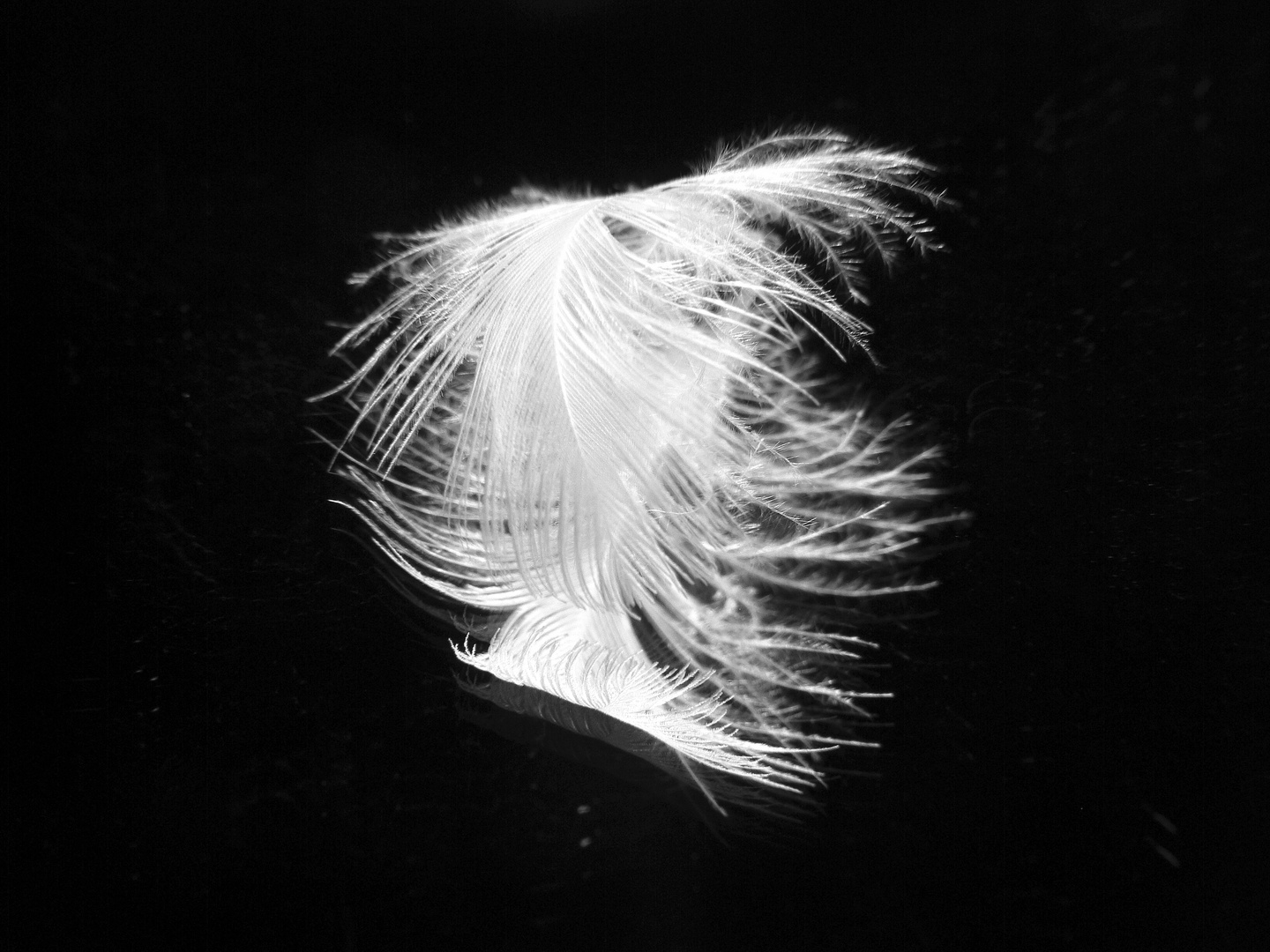 FEATHER IN THE MIRROR