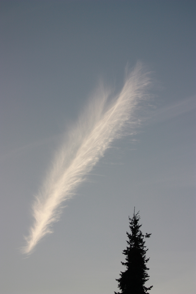 Feather in the Sky