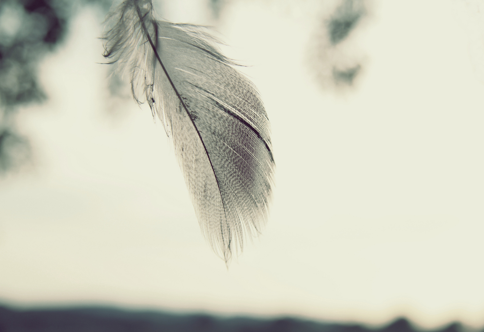 Feather in the wind