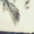 Feather in the wind