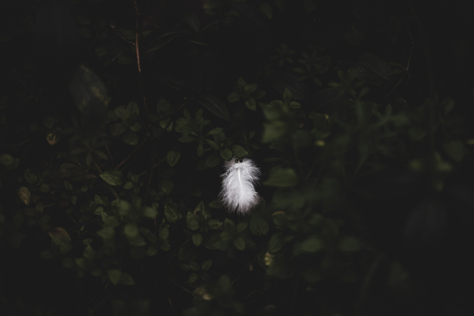 Feather in the woods