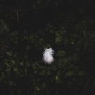 Feather in the woods