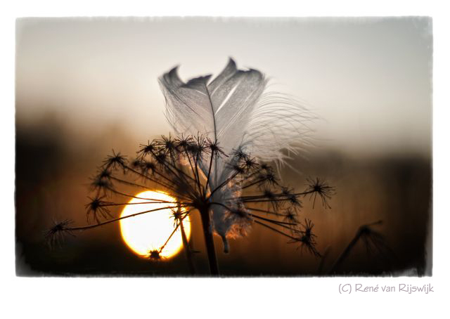 Feather light