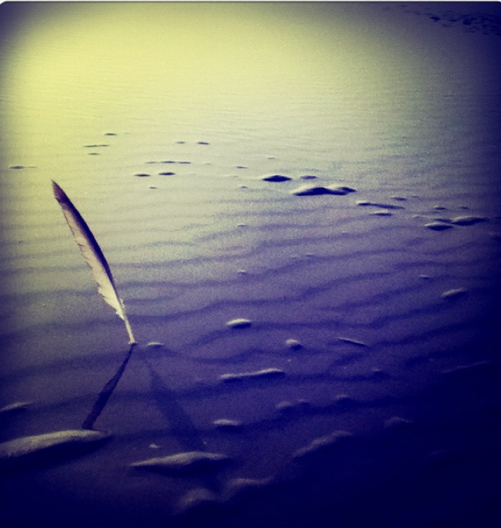 Feather on the beach-2