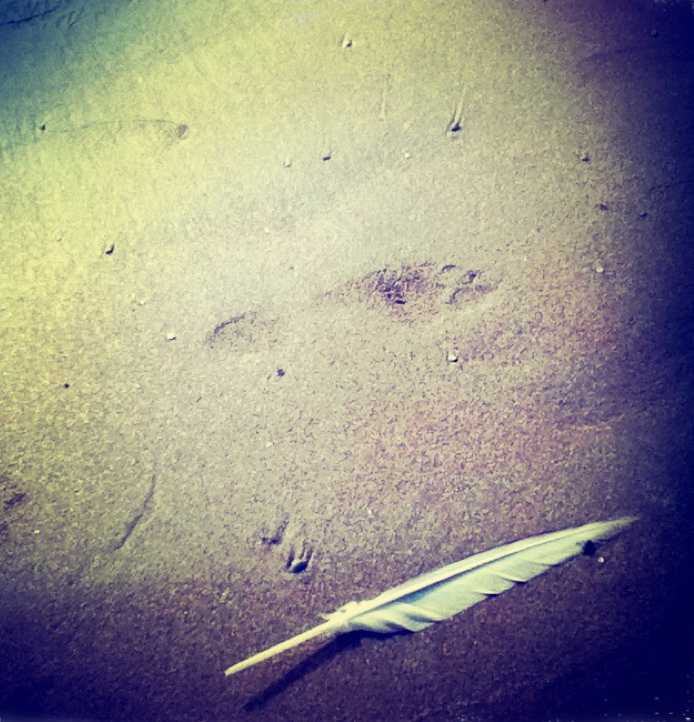 Feather on the beach-3