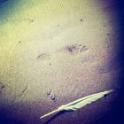 Feather on the beach-3