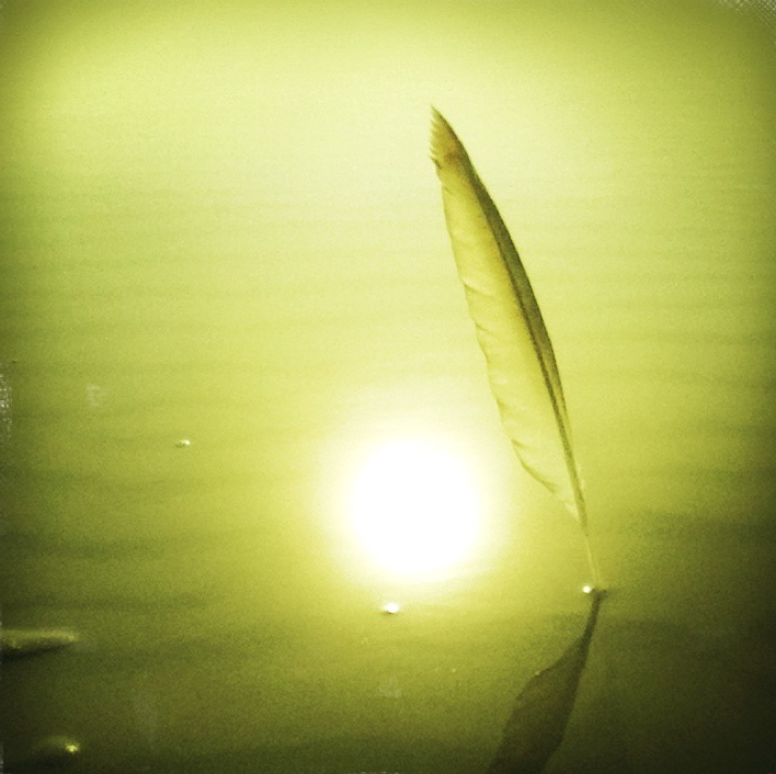 Feather on the beach