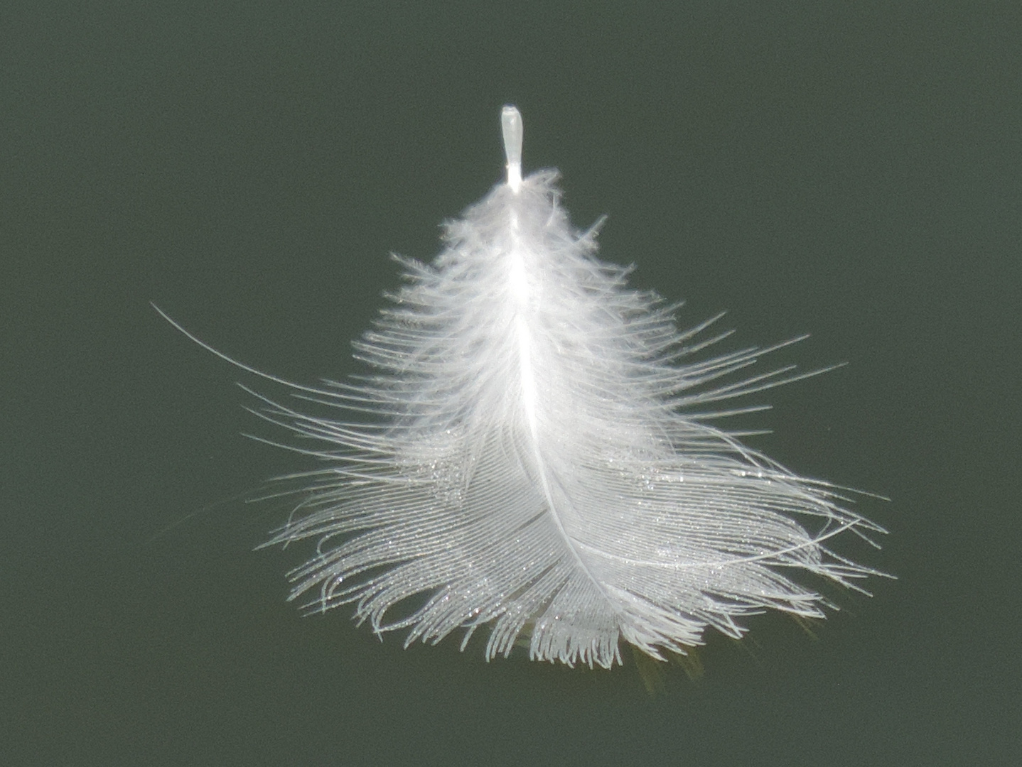 Feather on the water