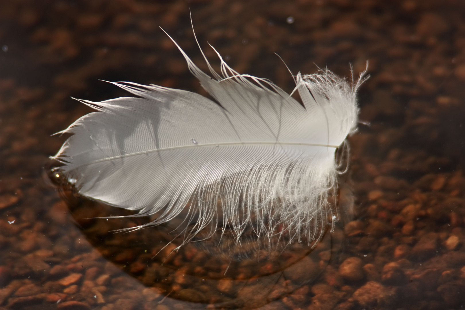 Feather on Water