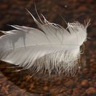 Feather on Water