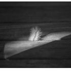Feather One