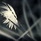 feather theme