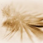 Feather2