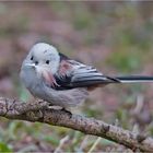 Featherball with feather