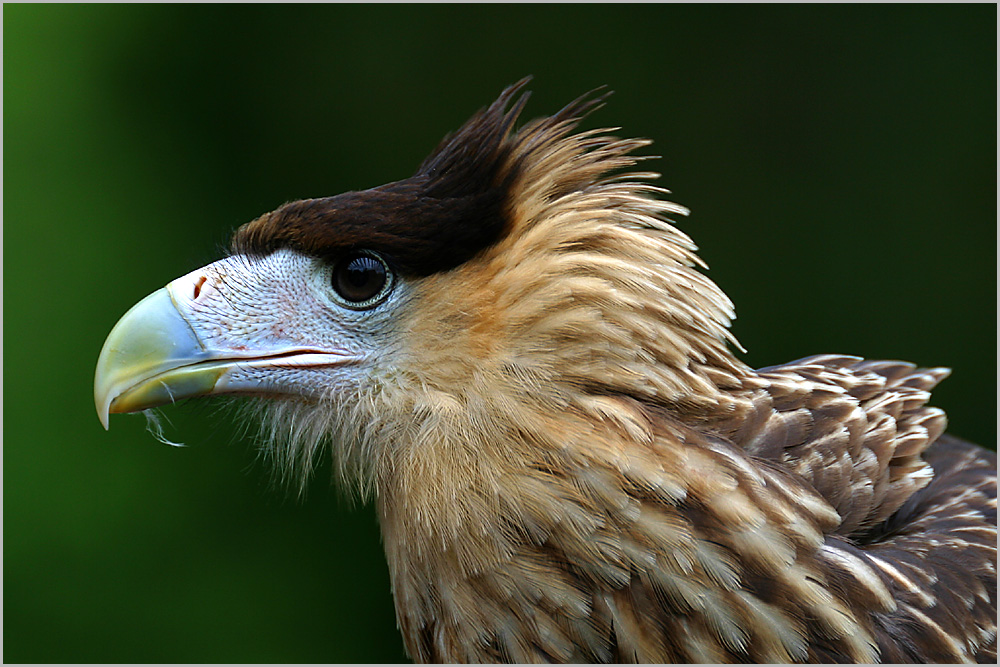 Feathered beauty