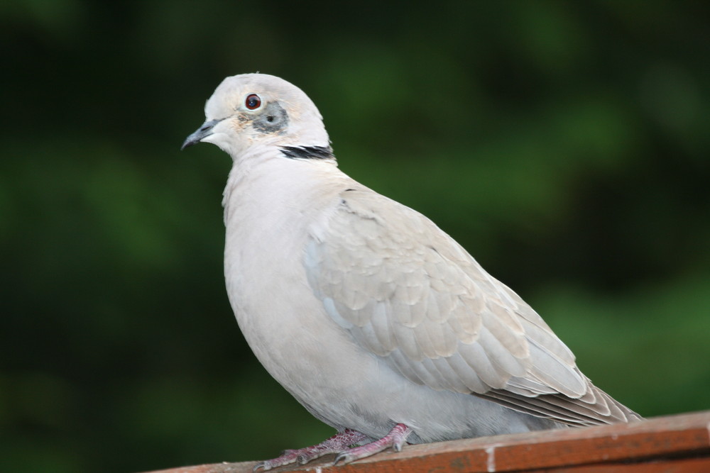 Feathered Friend