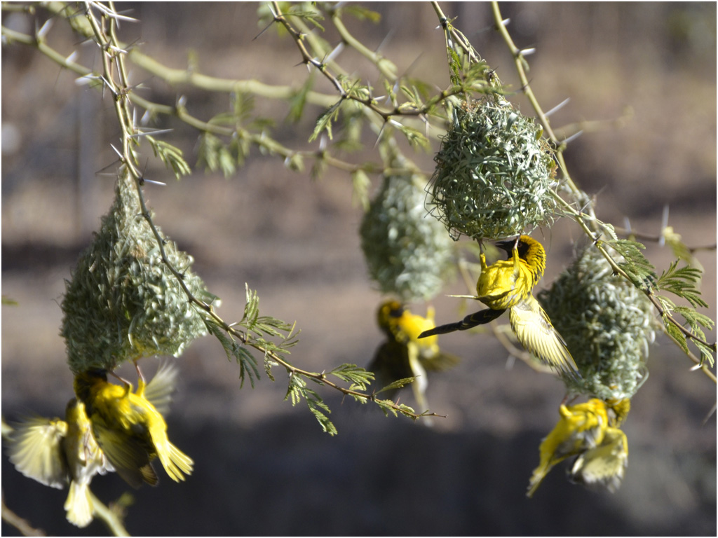 Feathering our nests