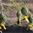 Feathering our nests