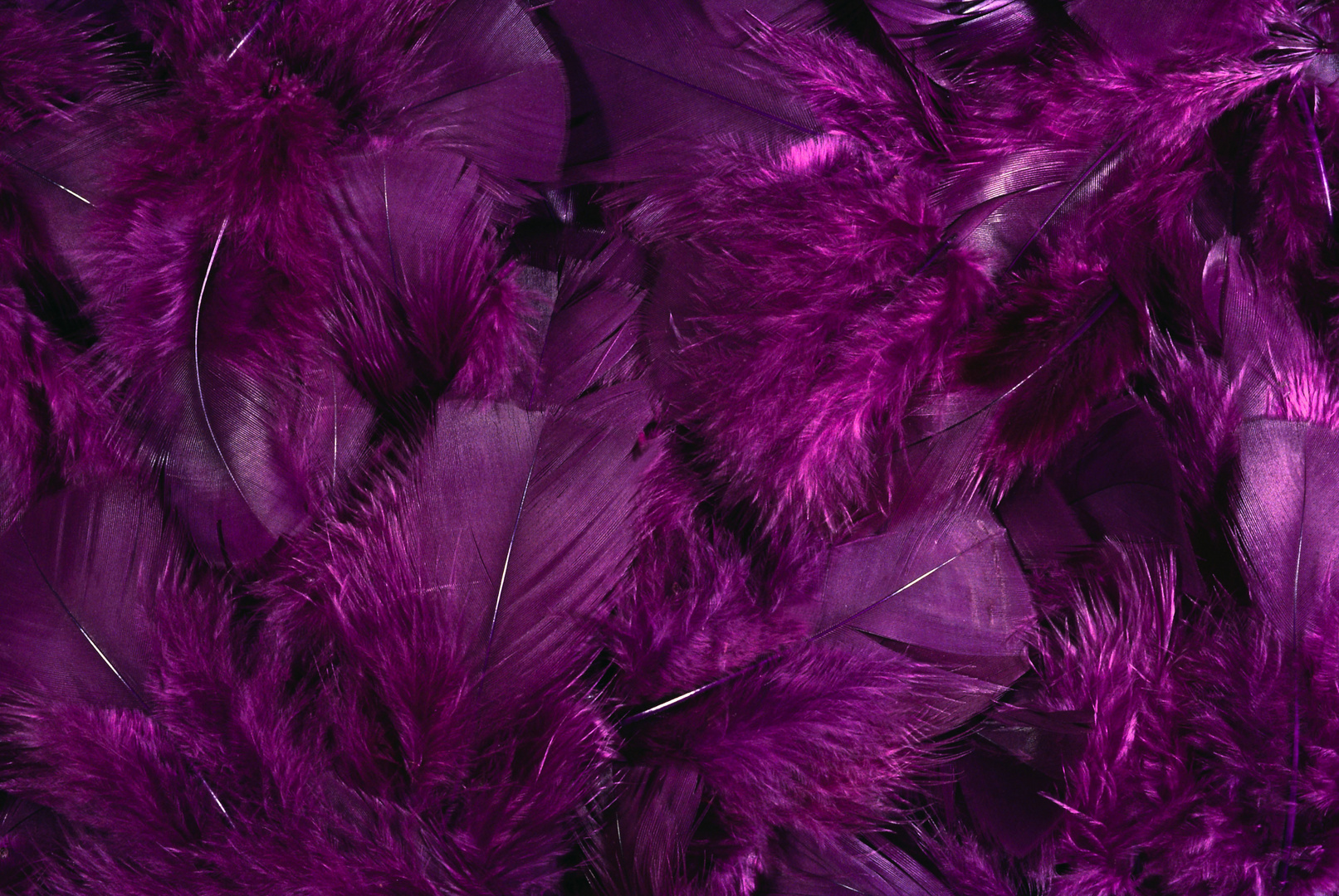 Feathers