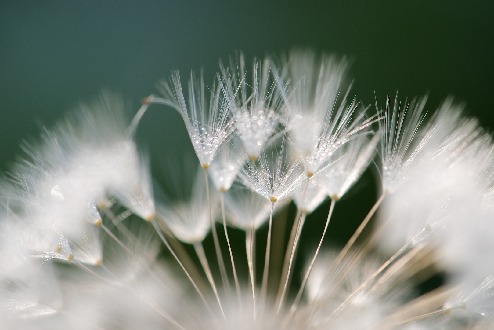 Feathers