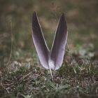 Feathers