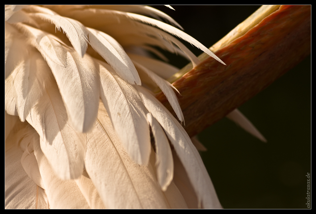 Feathers