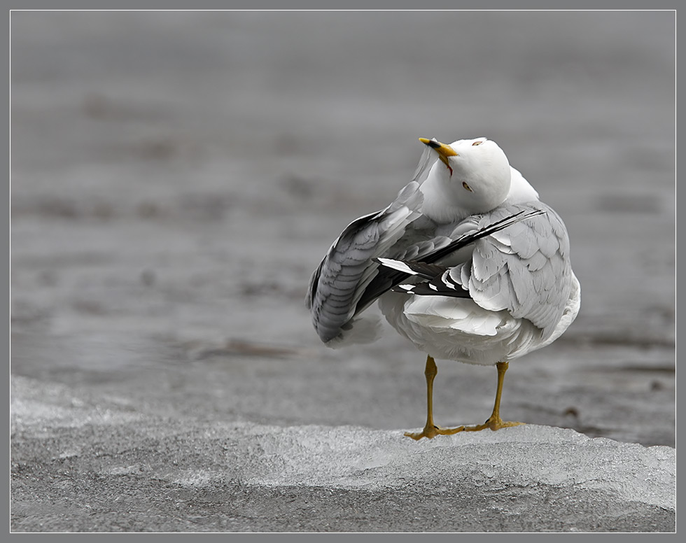 Feathers cleaning