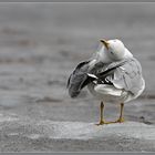 Feathers cleaning