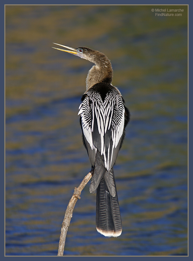 Feathers over troubled water