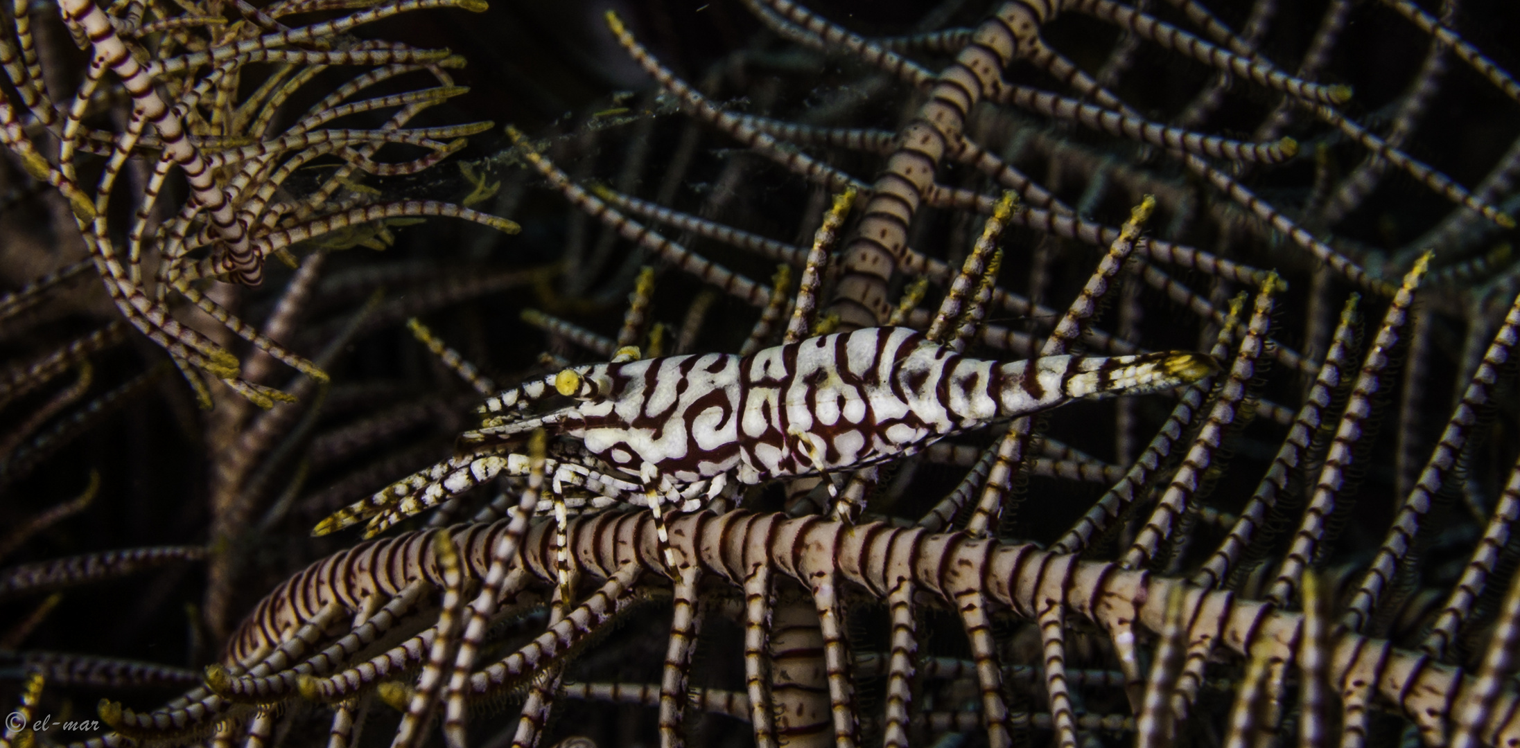 featherstar shrimp camouflage