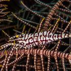 featherstar shrimp camouflage