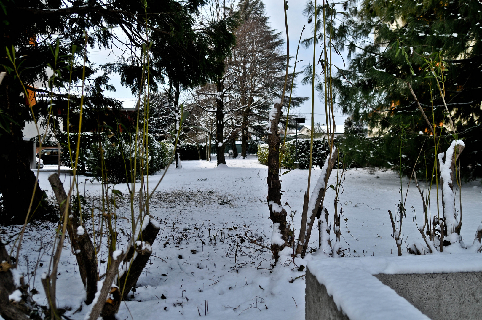 Febbraio ha messo agli alberi la parrucca.