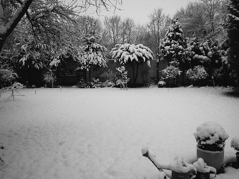 Februar 2004 noch immer beherrschen die Nadelbäume den Garten