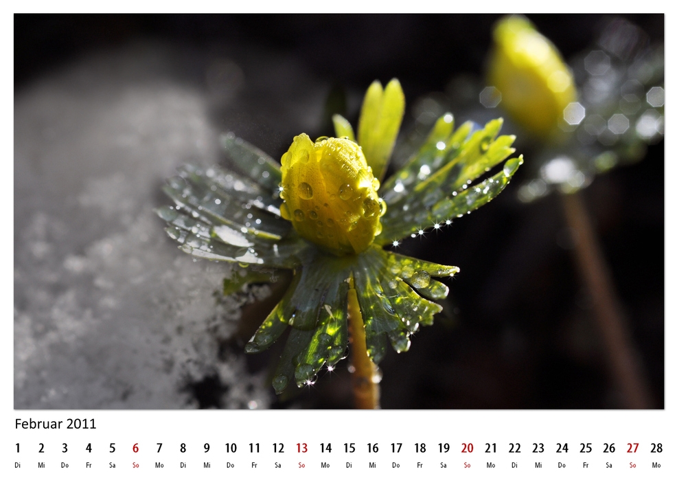 Februar 2011 Natur (reload)