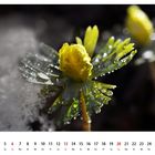 Februar 2011 Natur (reload)