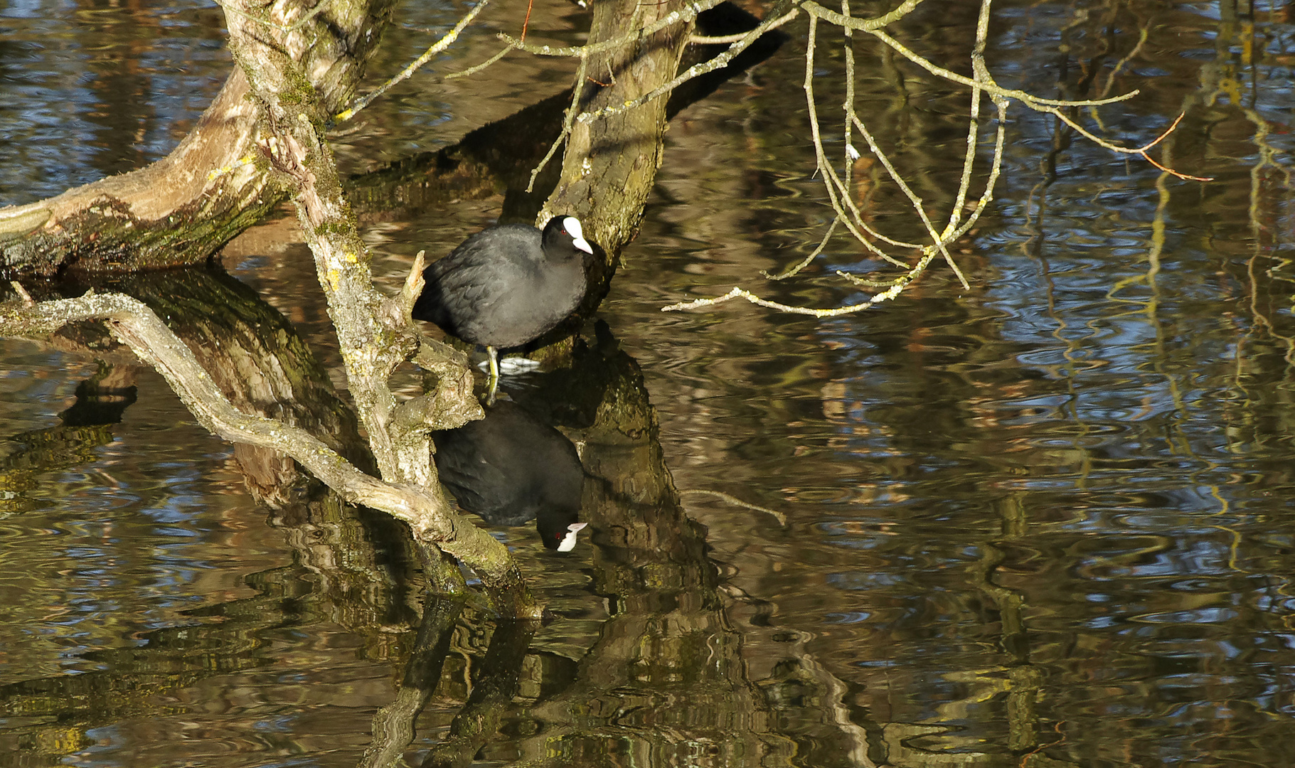 Februar am alten Neckar