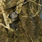 Februar am alten Neckar