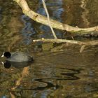 Februar am alten Neckar