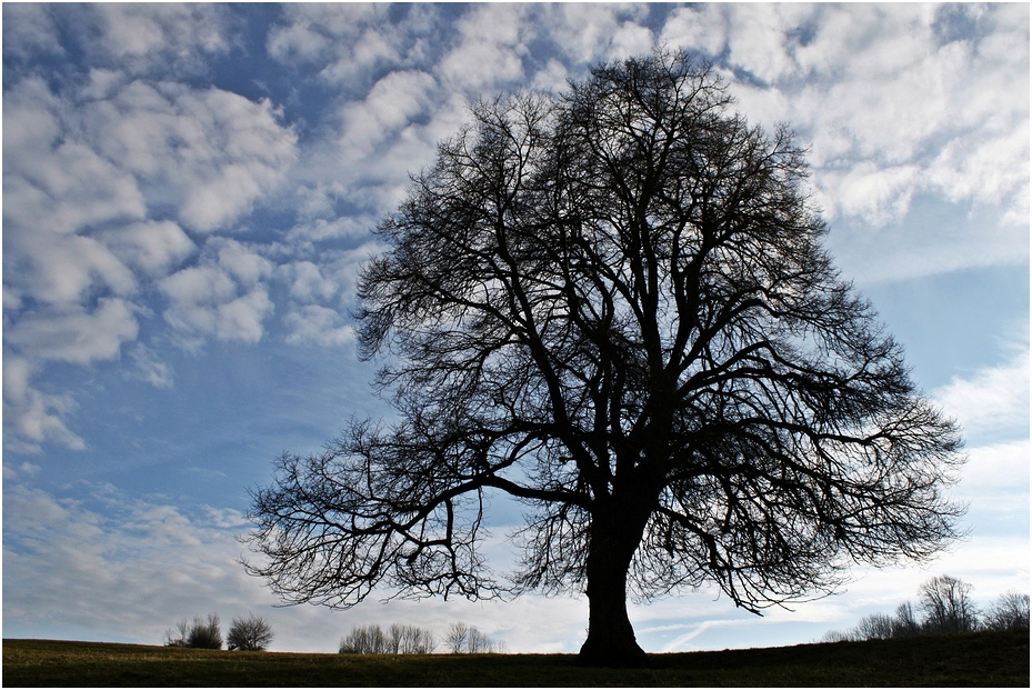 Februar Baum