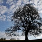 Februar Baum