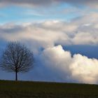 "Februar-Baum"