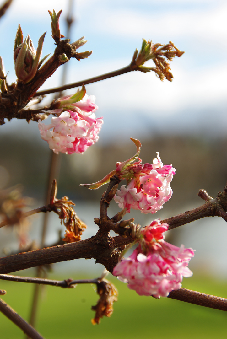 Februar Blüte