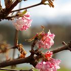 Februar Blüte