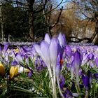 Februar - Blütenmeer