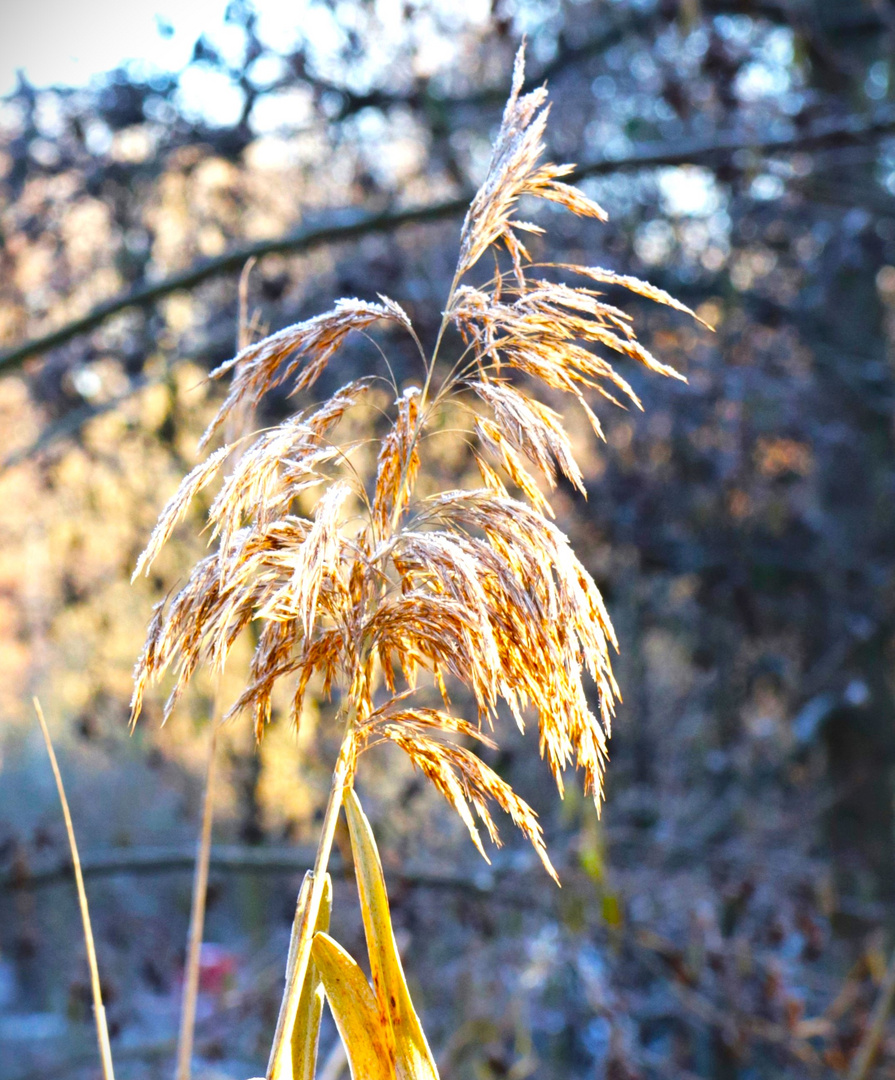 Februar Blume