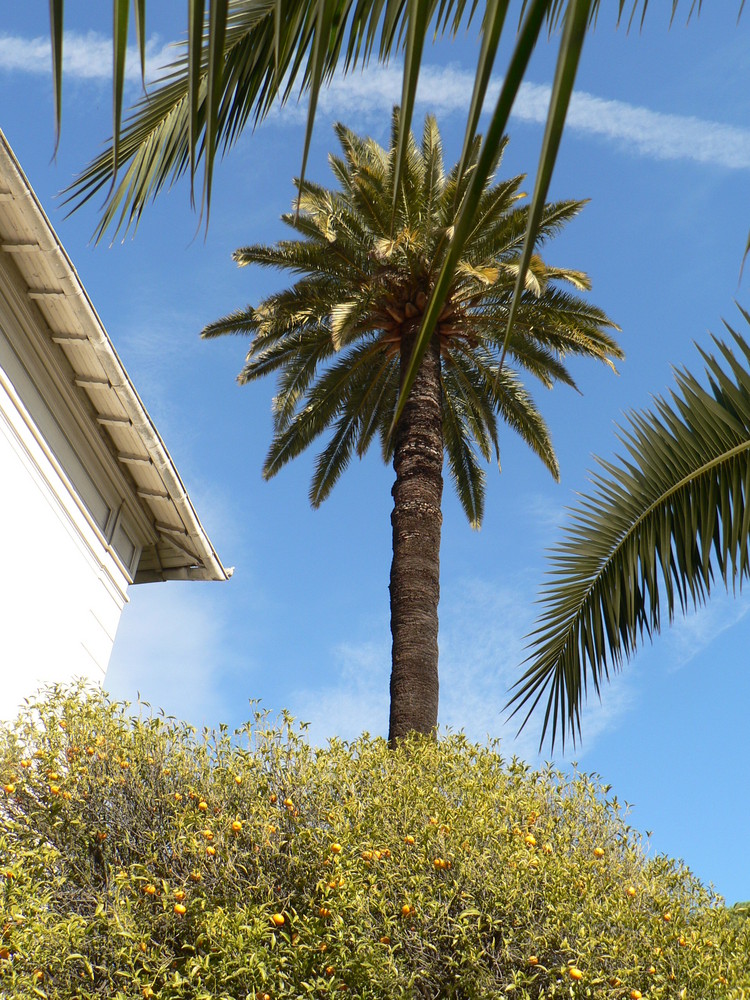 Februar-Frühstücksblick im Garten in Nizza